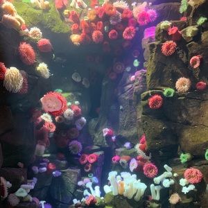 Meet your Posher, Sam